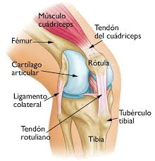 anatomía de la rodilla
