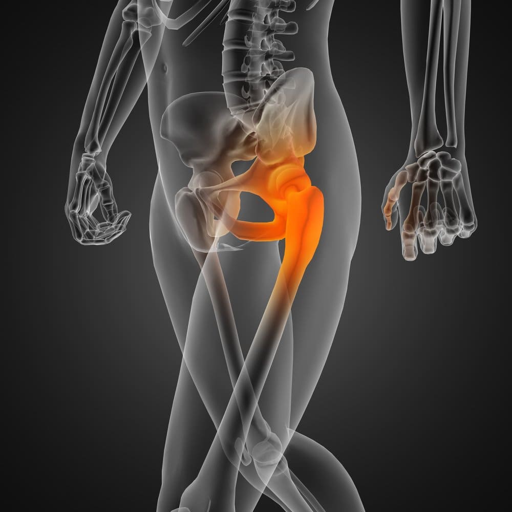 anatomía de la cadera